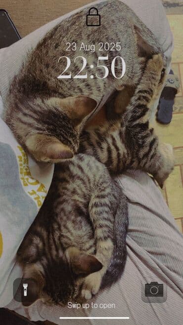 объявления о найденных собаках: 3 месяца, Девочка — 1