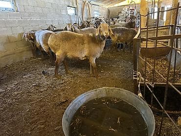 Продаю | Овца (самка) | Арашан | Для разведения at lalafo.kg Продаю | Овца (самка) | Арашан | Для разведения