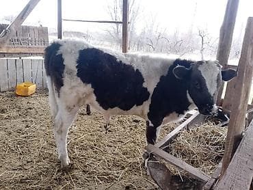 мал сату: Сатам | Бука (эркек) — 3