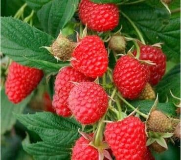 Продаются саженцы малины. Ремонтантный сорт Полька. Привозная и