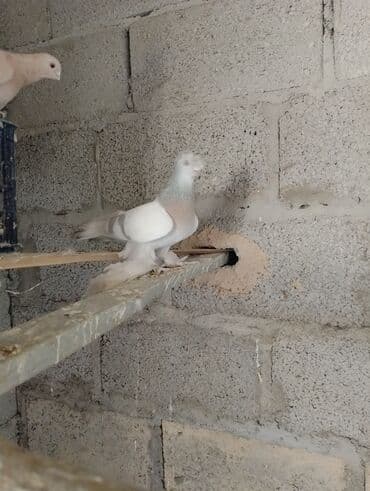 мясо собаки: Продажа голуби молодые без пары Особенности: - декоративный тип — 3