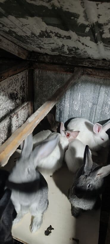 продажа домашних животных: Кролики — 4