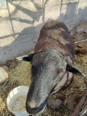 сухое молоко для животных: Продаю | Баран (самец) — 4
