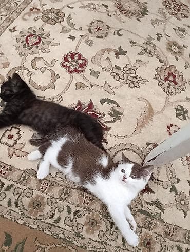 Кошки: Кошка даром: Экзотическая, 2 месяца, Мальчик — 1