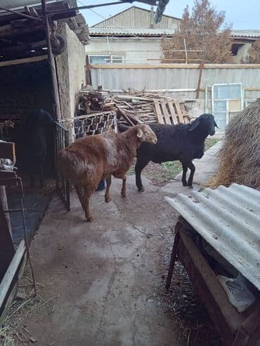 Ветеринар кызматы: Продается — 1