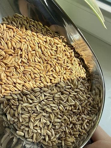 кукурузная крупа: Овёс голозёрный 🌿 Продажа оптом и в розницу. Оптом от 25 кг и выше — 2