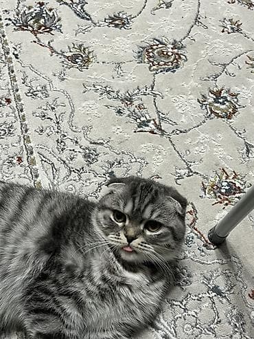 шотланские кошки: Скотиш Фолд (Шотландская вислоухая), 2 года, Мальчик, Приучена к лотку — 2