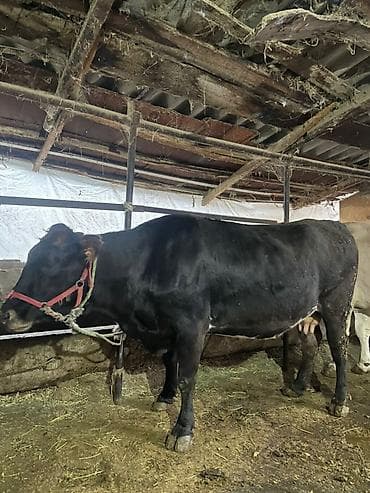 купить сокола в питомнике: Продаю | Корова (самка) — 6