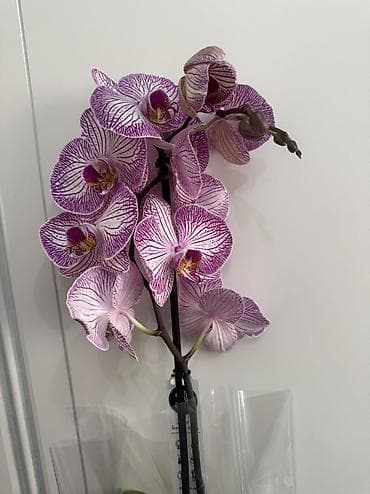 орхидеи цена: Орхидеи сортовые в наличии.Биг липы,каменная роза,ароматная орхидея — 1