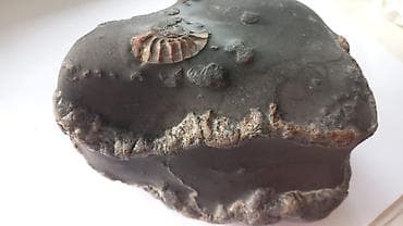 дизель часы: Окаменелость с аммонитами в конкреции - Натуральная каменная — 2