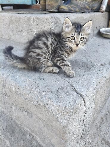 котяты: Пушистые котята - в добрые рукис красивым серебристо-тигровым — 4