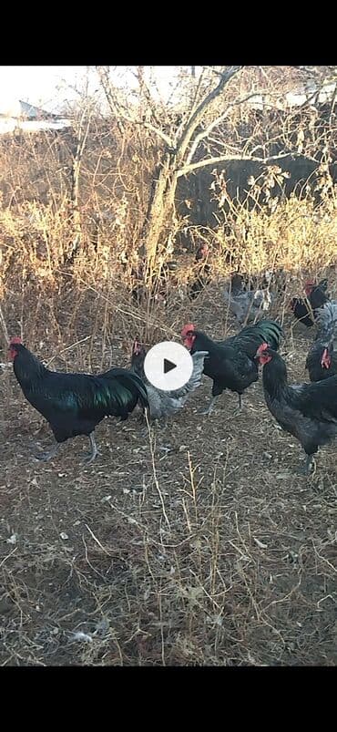 куплю щенка французского бульдога: Продаются петухи породы Джерсийский гигант, возраст 6 месяцев — 1