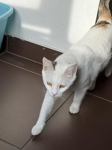 котяти: Отдам добрым людям, которые знают уход за животными, которые — 3