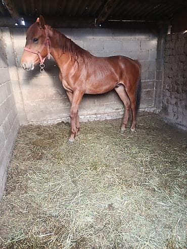 черный принц петух: Продаю | Жеребец | Полукровка | Конный спорт — 1