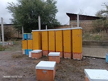 Ветеринар кызматы: Бал челектер сатылат аарысы менен парода карника 10 рамкалык корпусной — 2