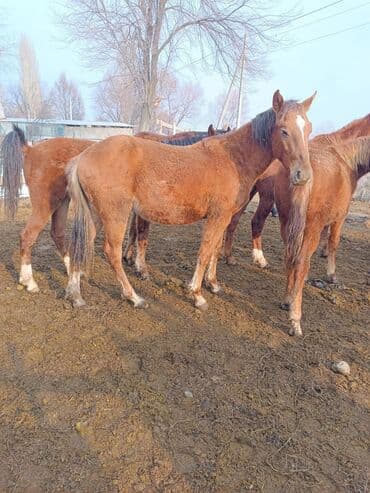 продаю домашние куры: Продаю | Жеребенок | Для разведения — 5