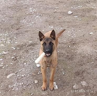 дешёвые собаки: Порода: бельгийская овчарка (малинуа) Описание:Потерялась собака — 1