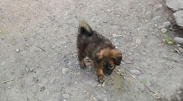 Иттер: Ит бекер берилет: Жөнөкөй ит, 2 айлык, Эркек — 2