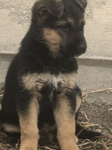 купить щенка ротвейлера в бишкеке: Овчарка, 2 месяца, Самец — 2