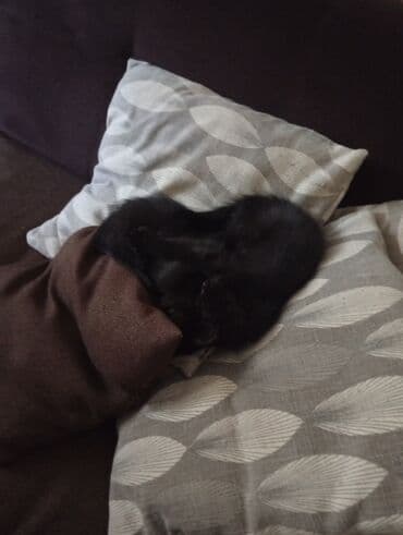 шотландская кошка скоттиш страйт: Отдам в хорошие руки два Котенка Черные котята с плюшевой шерсткой и — 6