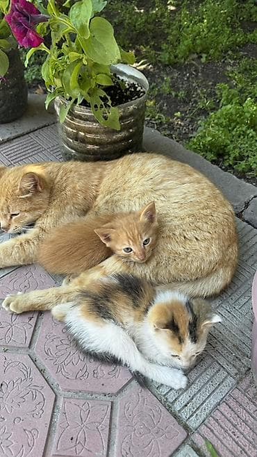 Котята домашние,. Описание: - Помёт от рыжей кошки. На фото видно — 1