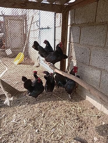 А/ч жаныбарларын сатып алам: Сатам | Тооктор | Көбөйтүү үчүн — 2