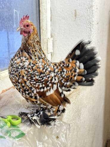 Услуги ветеринара: Продаются мильфлер пара — 1