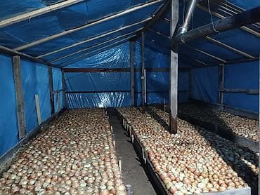 перец замороженный: Лук на перо из репки — выращивание и готовая продукция - Посадочный — 1