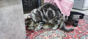 белая британская кошка: Вязка: Сибирская, Мальчик, 1 год, С прививками, Серебристая шиншилла — 8