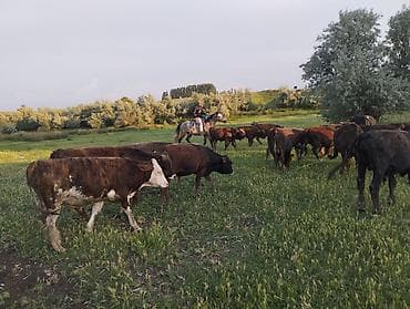 соль для животных: Продаю | Бык (самец) — 7