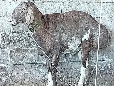 забой кур: Кочкор крупный высокий здоровый. Полукровка — 2