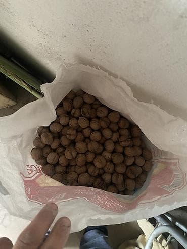 мёд с орехами: Грецкий орех в скорлупе - Цельные орехи, вычищенные от лишнего — 1