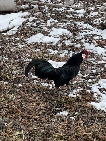 куплю курей: Продаю | Куры | Для разведения — 5