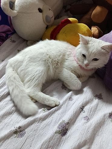 Отдам даром кошку: Кошка даром: Ангорская, 11 месяцев, Девочка — 6