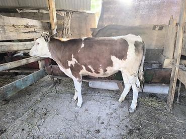 бык: Продаю | Тёлка | Алатауская | Для разведения | Не стельные — 2