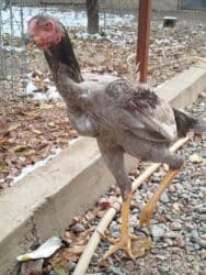 с переездом: Дакан пепел жожо короз сатылат бойу чон майда ачылган активный алмашу — 2