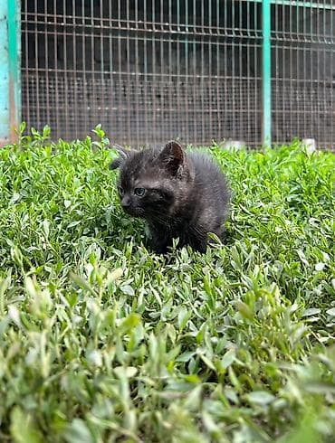 дом для кош: Котята, домашние, ручные. - Окрас: - Бело-серый: белая шёрстка с — 4