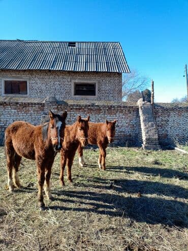 купить жеребенка: Продаю | Жеребенок | Полукровка | Для разведения — 1