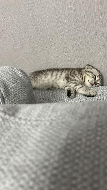 когтеточка: Шотландский вислоухий котёнок (Scottish Fold) 2 месяца -Окрас — 3