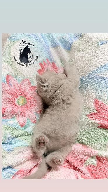 животные кошки: Британская короткошёрстная, 1 месяц, Девочка, Лиловый, Приучена к лотку, Проглистована, С прививками — 3