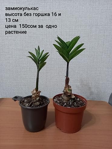 Хойялар: Комнатные растения

Адрес Токтогула/Уметалиева — 5