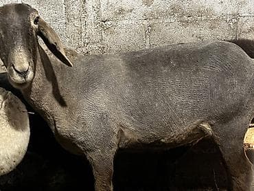 баран кант: Продаю | Баран (самец), Овца (самка), Ягненок — 5