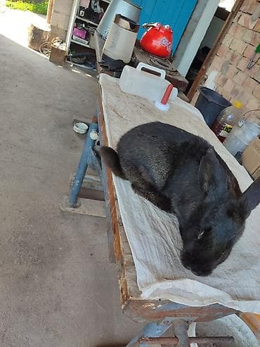 Животные: Продаю | Крольчиха (самка) | Серый великан | Для разведения | Племенные — 3