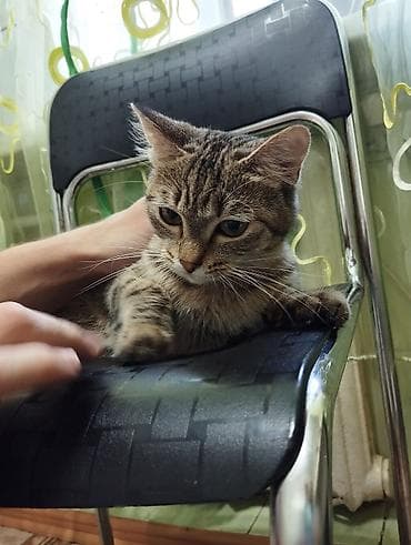 отдам даром вислоухого котенка: 10 месяцев, Девочка, Приучена к лотку — 7