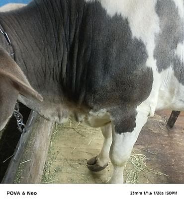 вака купить: Продаю | Корова (самка) | На забой | Племенные — 5