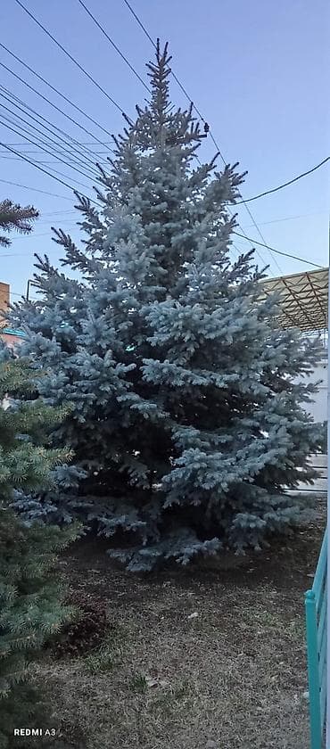 Ель голубая (Picea pungens, сорт «Blue Spruce») для озеленения