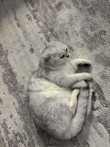 золотая шиншилла бишкек: Шотландская кошка серебристого окраса (вислоухая). Крупные круглые — 8