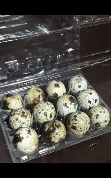 ящик для овощи: Мясо перепелов . яйцо инкубационное перепелов по 7 сом — 4