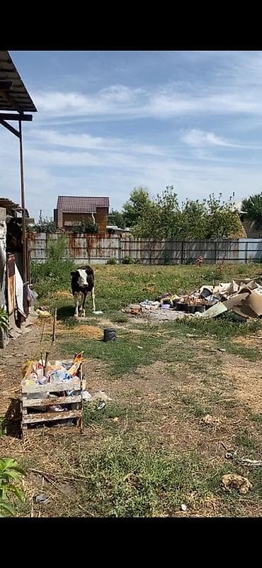 сары булун: 5 соток, Курулуш, Белек келишими — 1