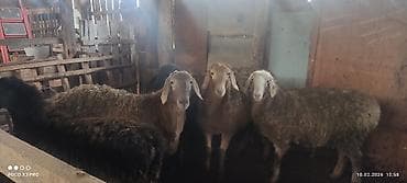 бодоно бишкек: Сатам | Кочкор (эркек) | Союуга | Бычылган — 4